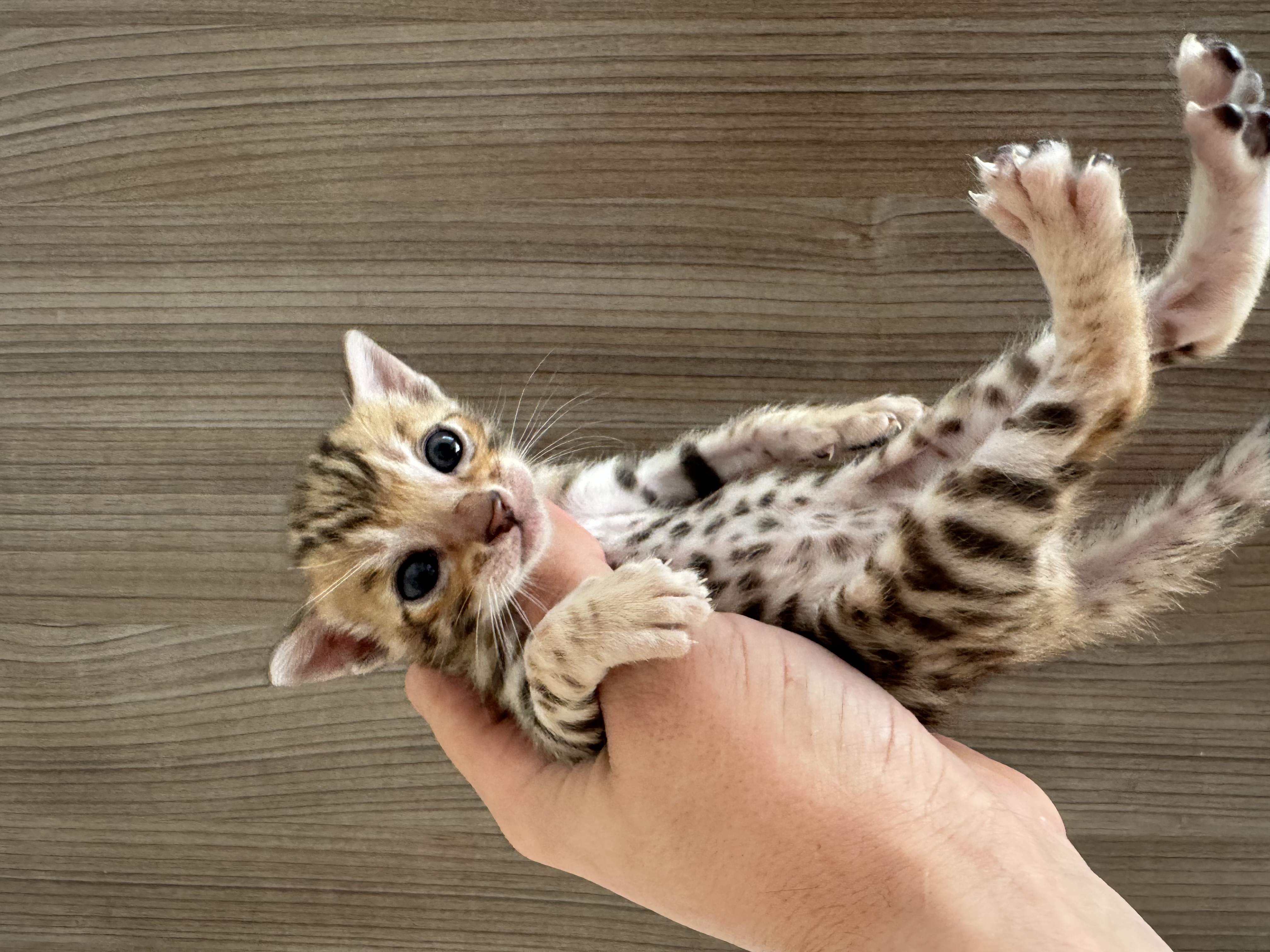 Nala