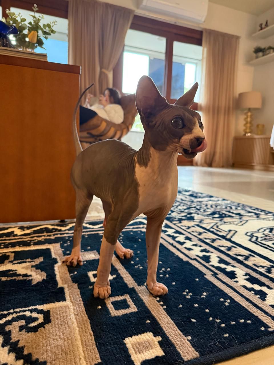 Klaus