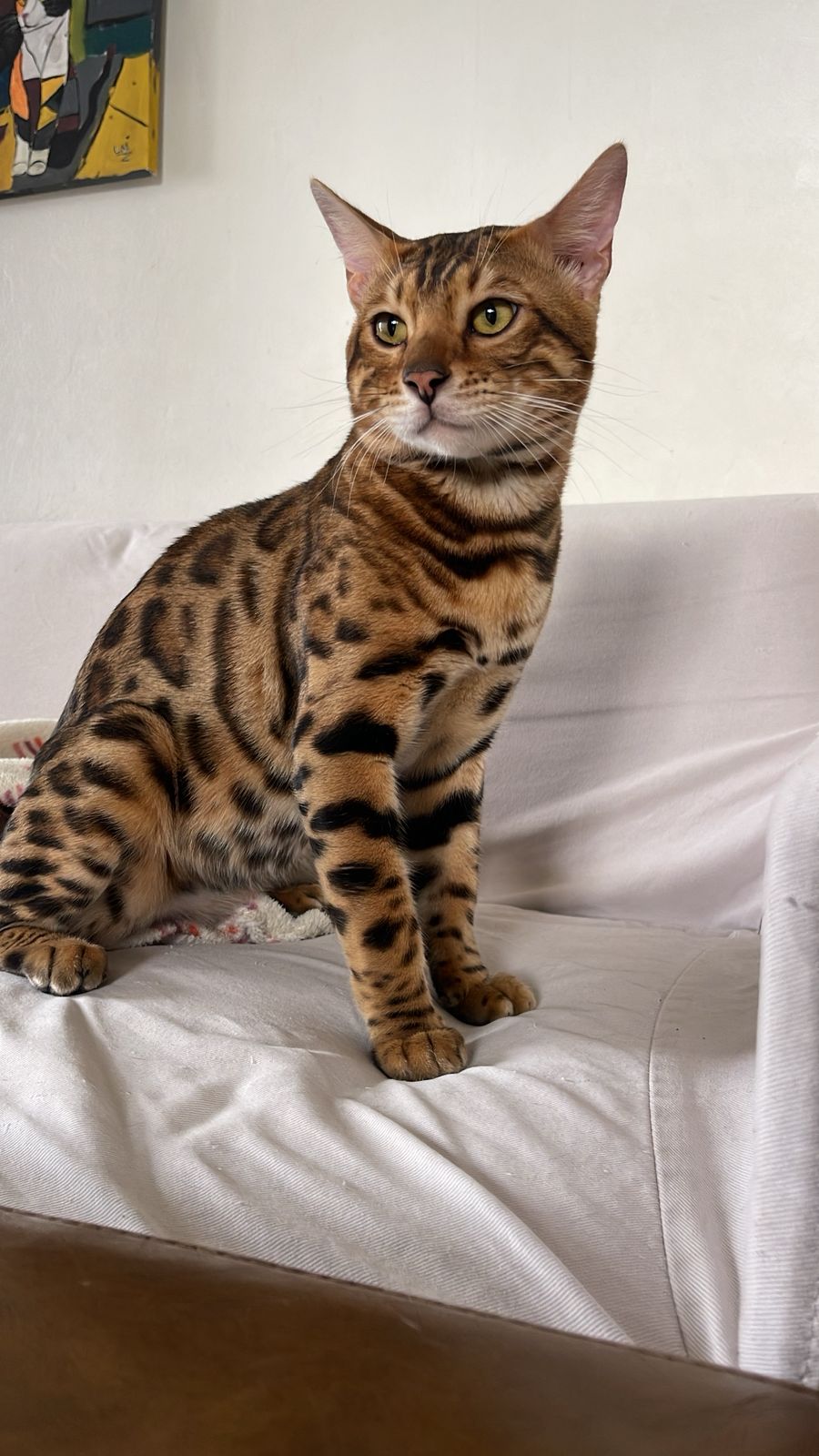 Simba